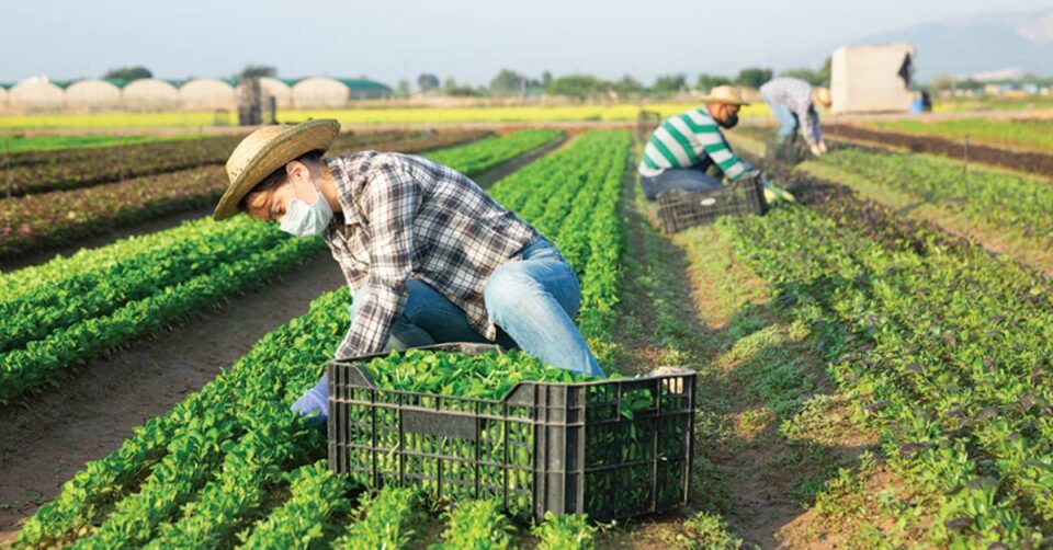 Vegetable Packer Position Available