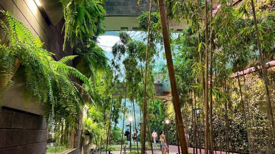 changi bamboo